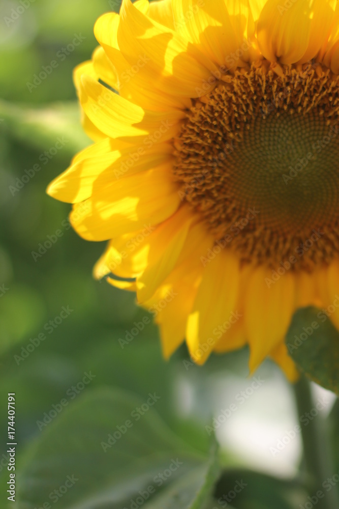 Obraz premium Sunflower Macro