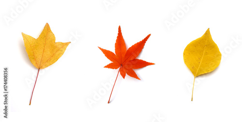 秋のイメージ:紅葉