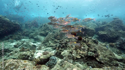 Goldspot sea bream fish on coral reef at Pulau Weh, Aceh photo