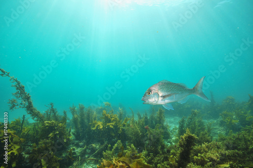 Australasian snapper Pagrus auratus swimming with mouth open above flat bottom covered with brown sea weeds.