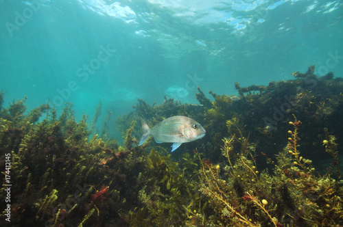 Australasian snapper Pagrus auratus among dense brown sea weeds with visible ocean surface above.