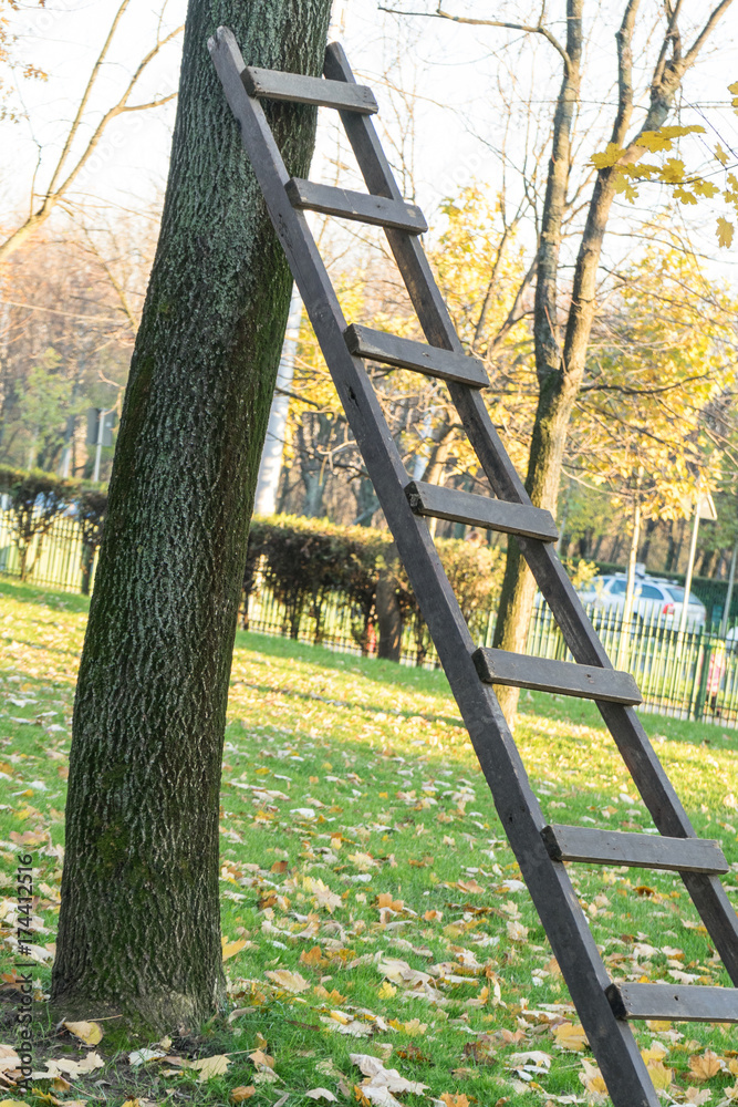 Wooden ladder sustained by a tree, in the park, autumn time. Autumn approach, season change concept Wooden ladder sustained by a tree, in the park, autumn time. Autumn approach, season change concept