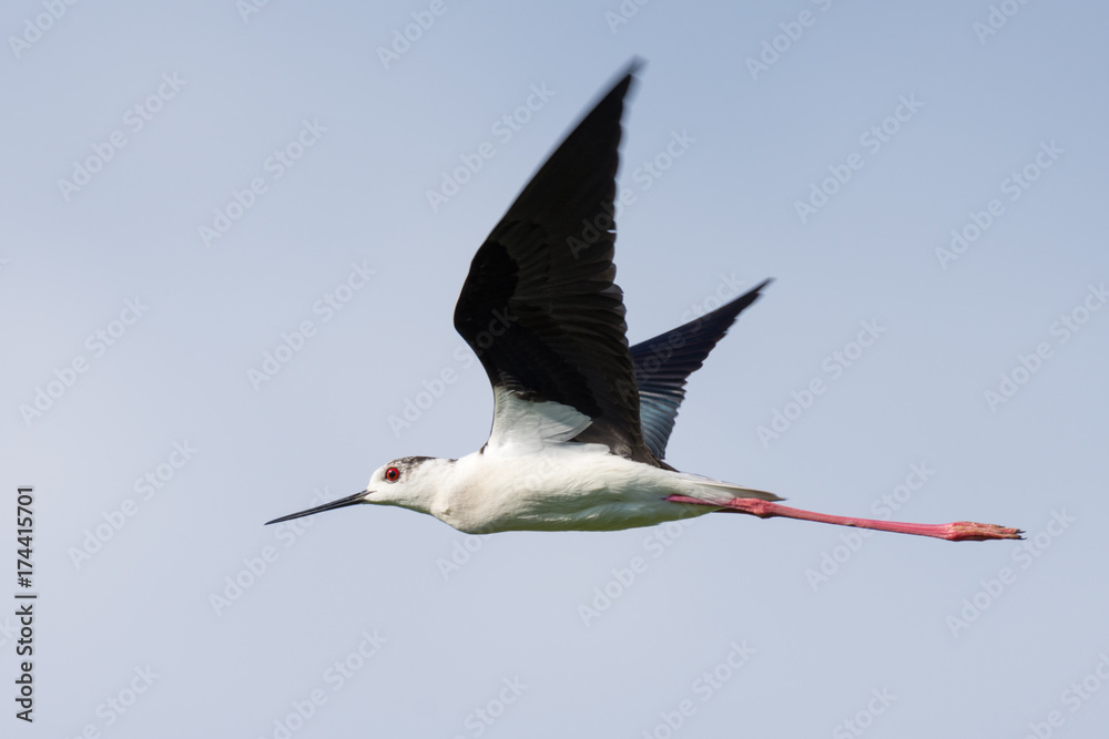 Obraz premium Seagull in flight