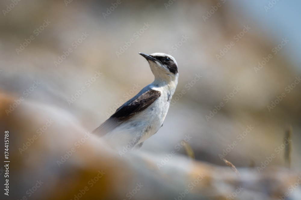 Obraz premium White sparrow