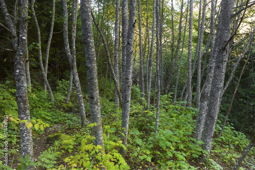 Fototapeta Naklejka Na Ścianę i Meble -  Fraser Valley Rain Forest Landscape Background Trees Nature