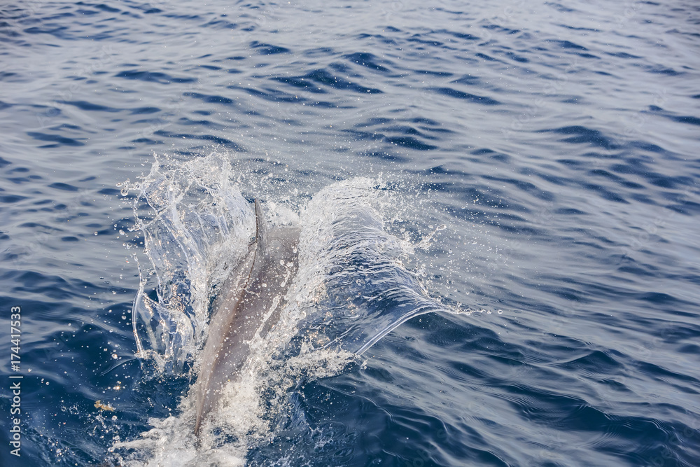 Obraz premium Beautiful dolphin watching