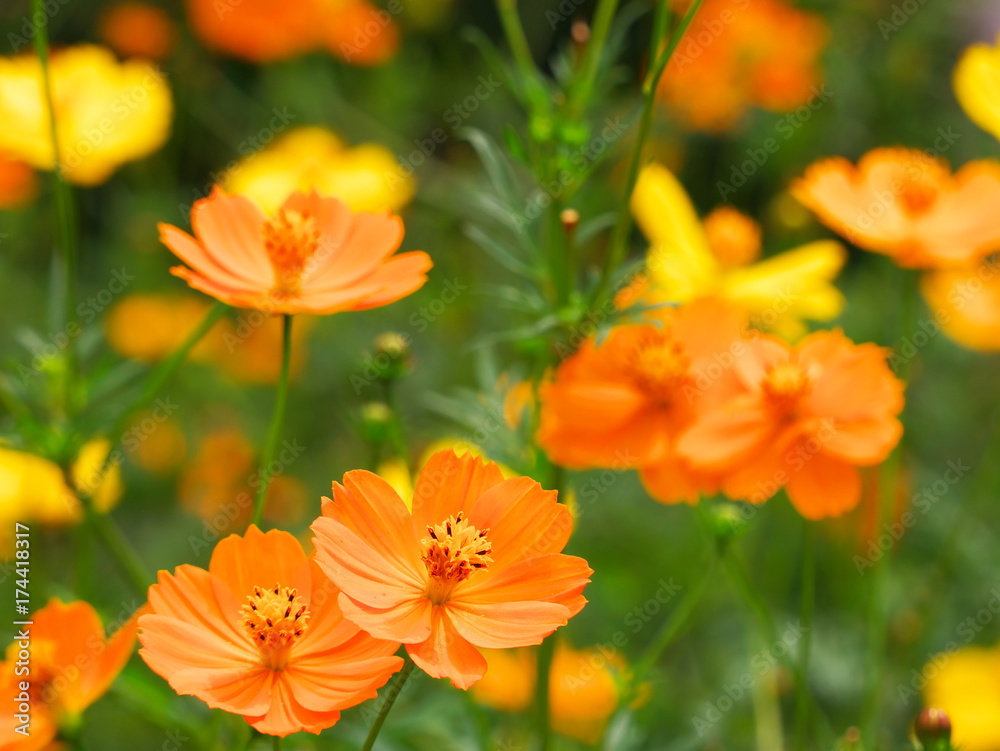 Orange cosmos