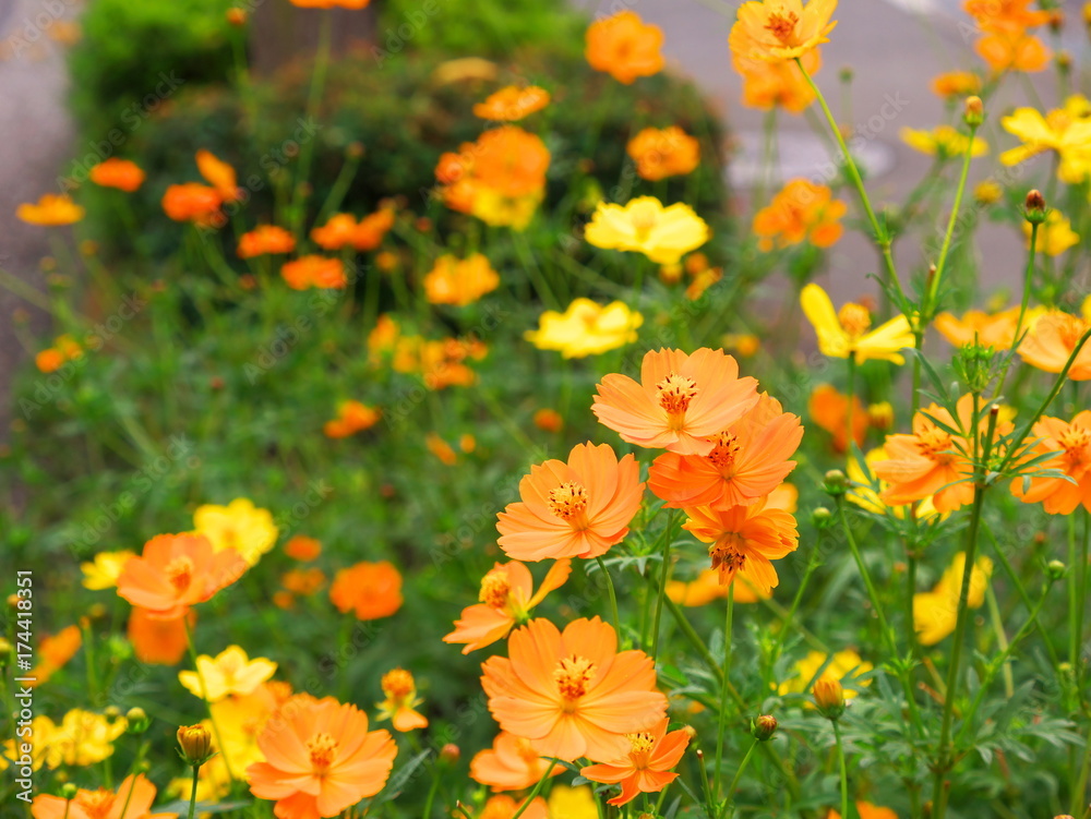 Orange cosmos