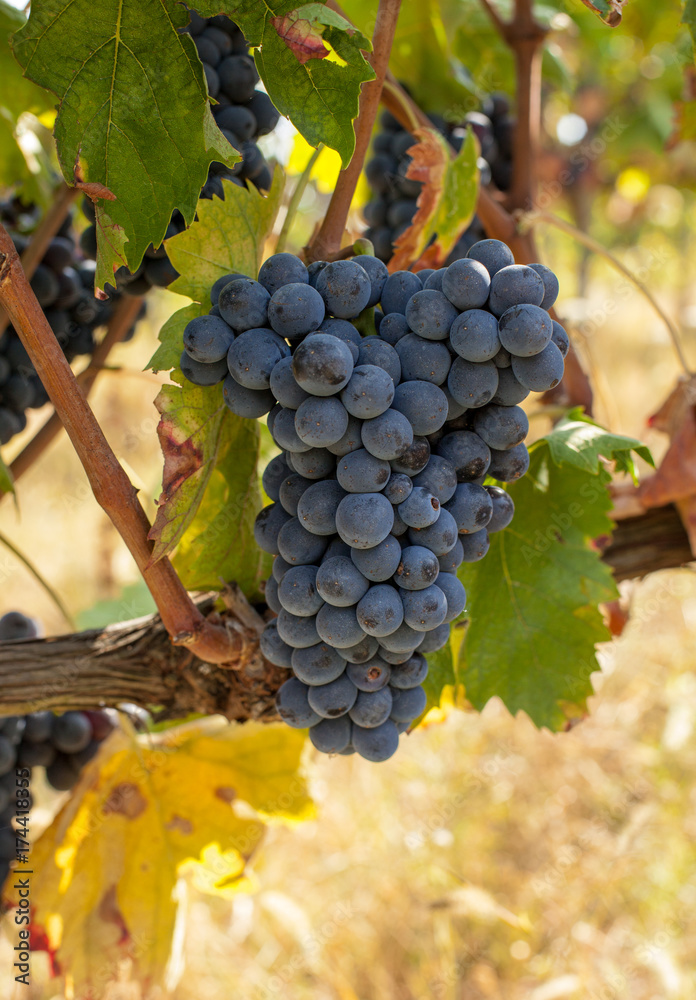 Naklejka premium Bunches of ripe grapes before harvest.