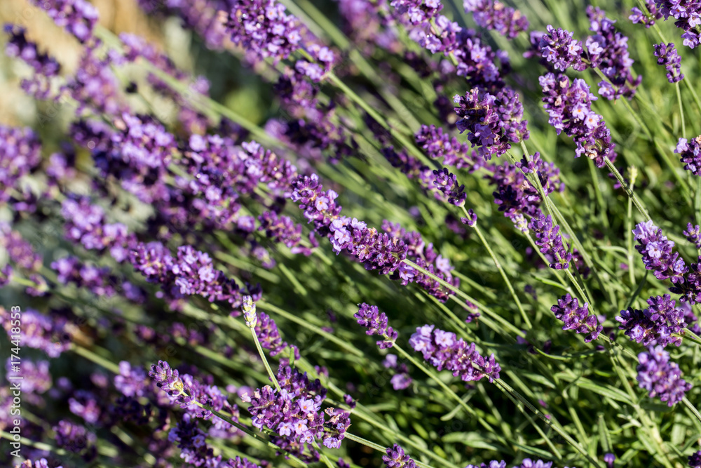Obraz premium Garden with the flourishing lavender