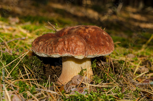 Edible mushroom