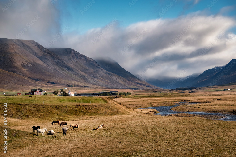 Fototapeta premium Scenic view of icelandic horses on a pasture in front of typical small farm surrounded by dramatic icelandic landscape.