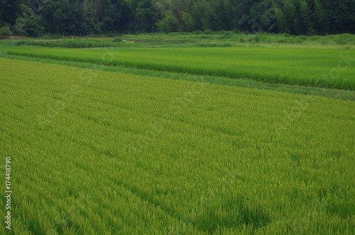 green rice paddy in summer