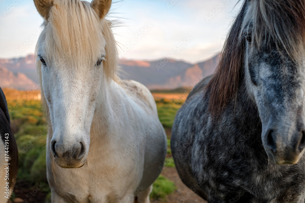 Fototapeta premium Portrait of wild icelandic pony in a late evening light.