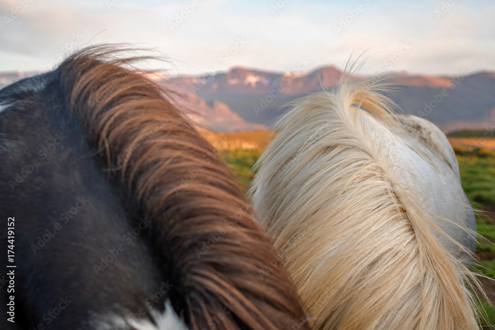 Fototapeta premium Wild icelandic pony.