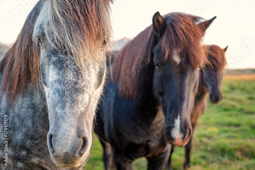 Portrait of wild icelandic pony in a late evening light.