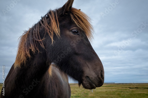 Portrait of wild icelandic pony.