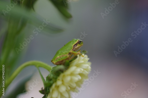 花の上のアマガエル A Japanese tree frog on a white flower