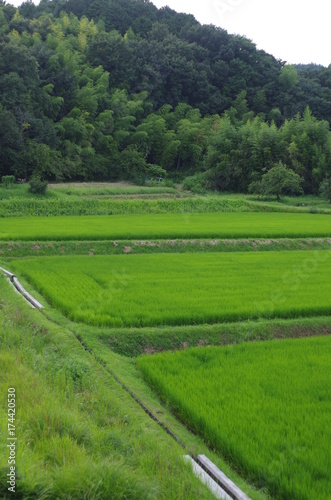 green rice paddy in summer