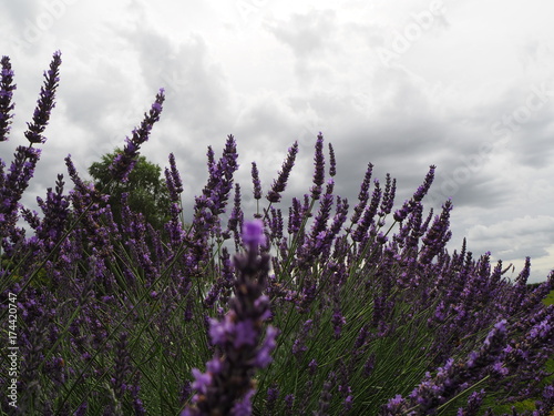 Lavendel Blüten auf einem Lavendelfeld