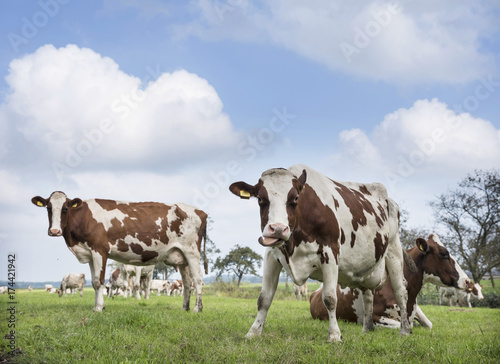 red and white cows under blue sky in green meadow near utrecht in holland