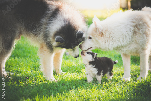 Fototapeta Naklejka Na Ścianę i Meble -  family of siberian husky dog playing on green grass