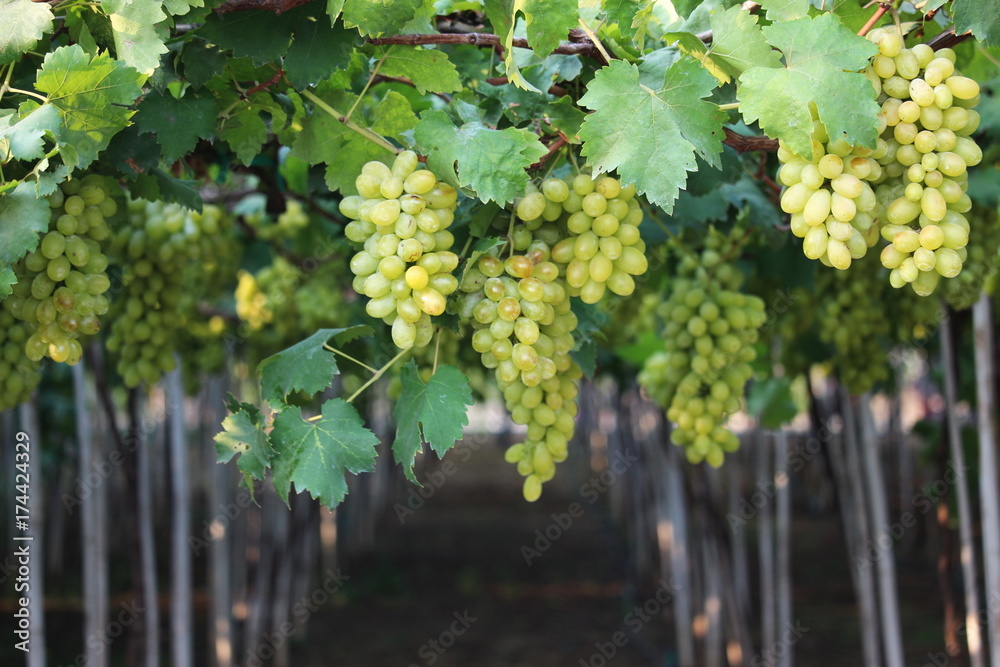 Fototapeta premium wine grapes on cordon at wine yard before harvest ,selective focus with blur background. 