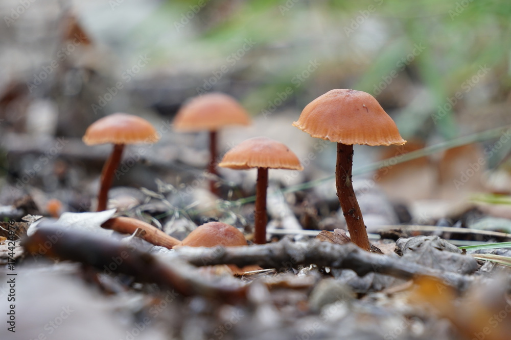 Vier Fruchtkörper eines Schwindlings Vier Fruchtkörper eines Schwindlings