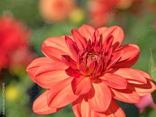 Fototapeta Naklejka Na Ścianę i Meble -  Dahlien, Dahlias