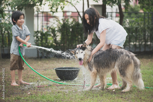 children wash siberian huskydog on summer day photo