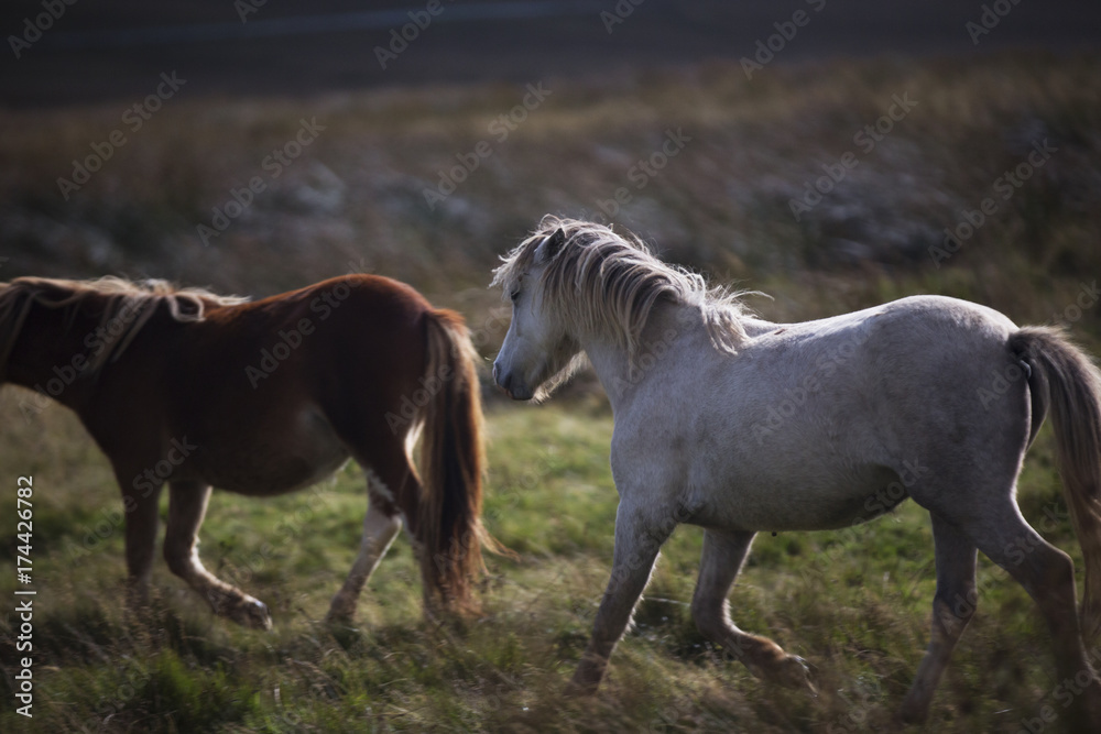 prancing white and brown pony 