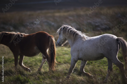 prancing white and brown pony 