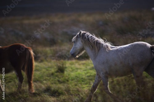 prancing white pony in the fields 1