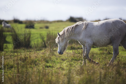 white haired pony 
