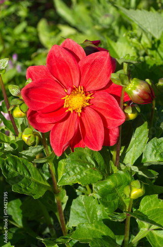 Red Dahlia flower (lat. Dаhlia) blooms in the garden