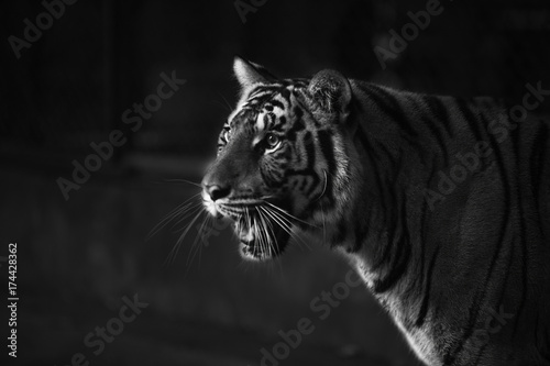tiger intimate stare