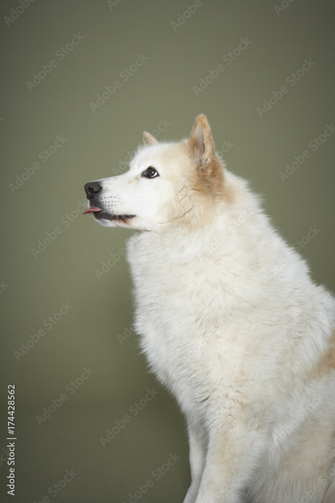 dog dog
