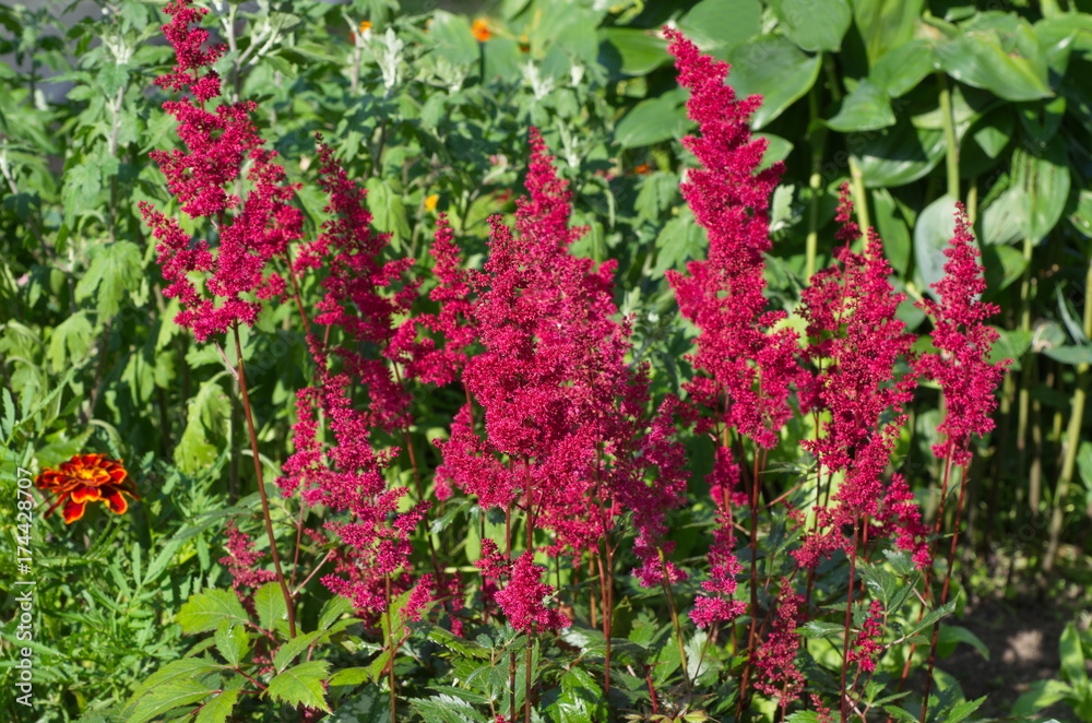 Astilba Japanese (lat. Astilbe japonica) blooms in the garden Astilba Japanese (lat. Astilbe japonica) blooms in the garden