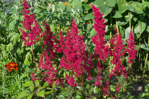 Astilba Japanese (lat. Astilbe japonica) blooms in the garden