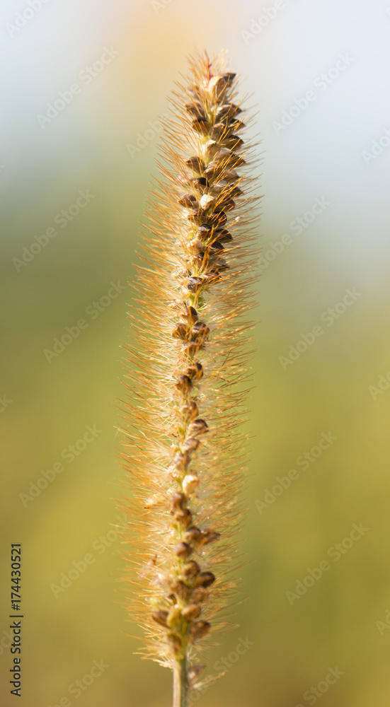 grass with seeds