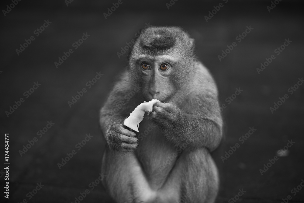 Monkeys of Monkey hill Thailand Phuket 