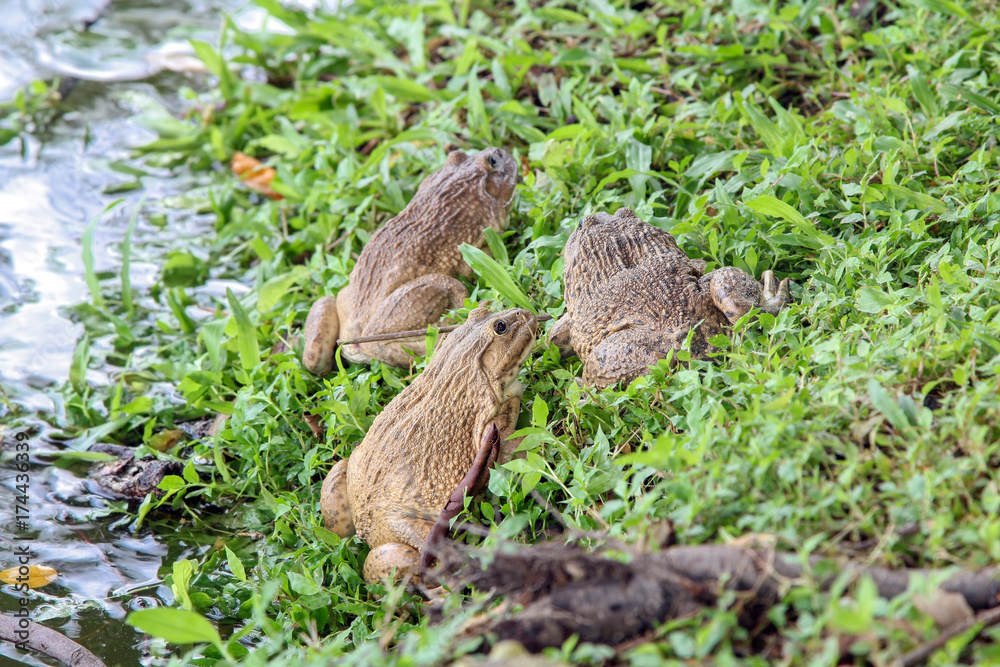 Group of Bullfrogs sitting on the grass near a pond, edible frog, nature, wildlife. Group of Bullfrogs sitting on the grass near a pond, edible frog, nature, wildlife.