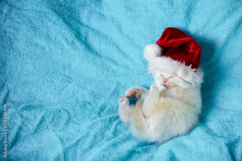 Little kitten wearing Santa Claus hat sleeping on blue blanket Little kitten wearing Santa Claus hat sleeping on blue blanket