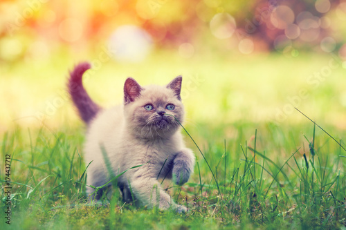 Cute little Siamese kitten walking on the grass