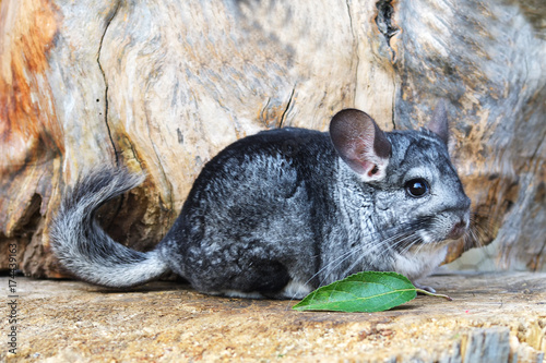 Gray Chinchilla on a wood background outdoor photo