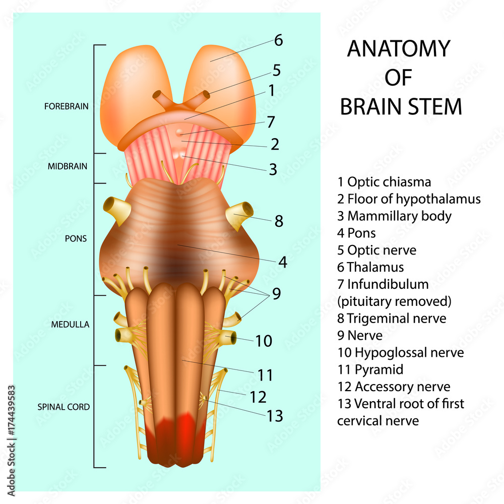 Brain Stem Anatomy