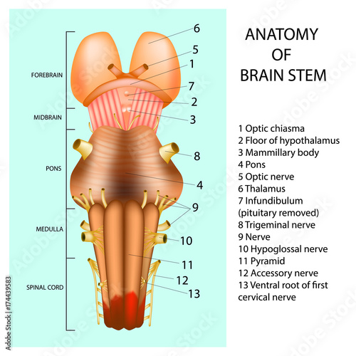 ANATOMY OF BRAIN STEM. 