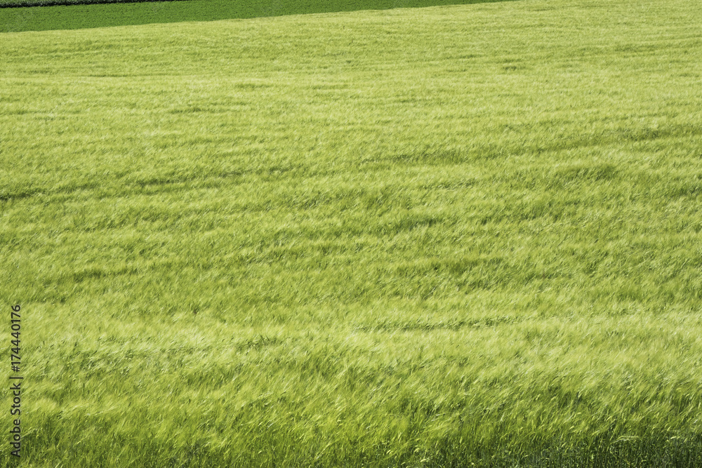 Obraz premium 南富良野 麦畑