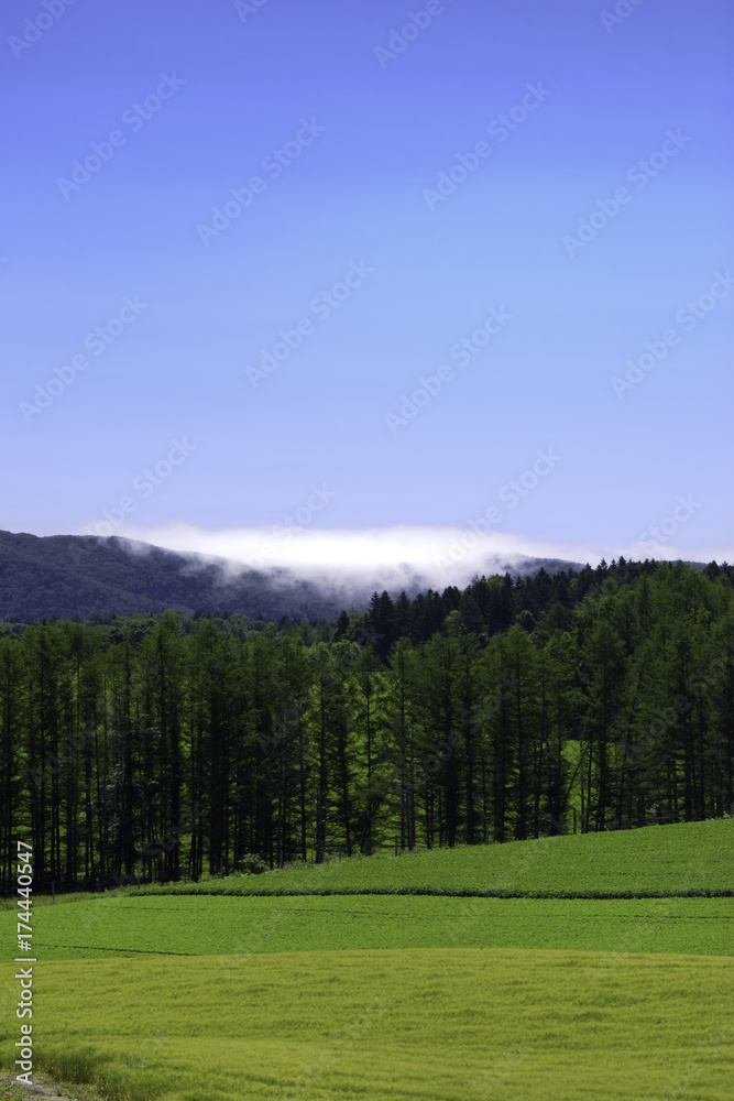 Fototapeta premium 北海道 南富良野