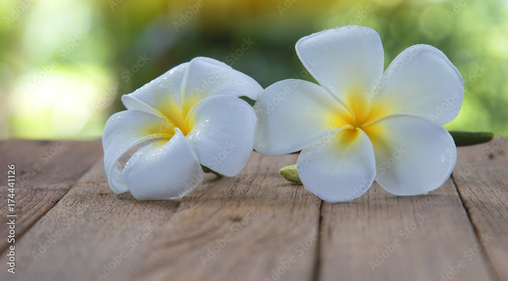 flower frangipani on wood background flower frangipani on wood background